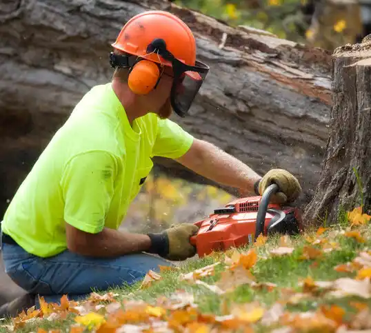 tree services Glandorf